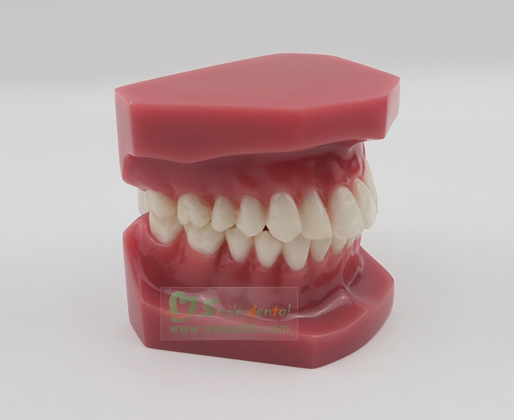 TM-B6 Orthodontic Model